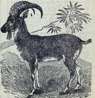 Yirgacheff - the GOAT